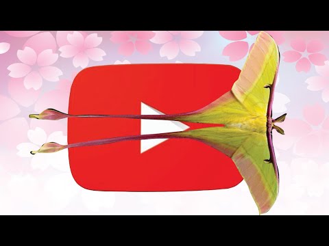 Borboletas Coloridas -  Borboletas Exóticas - #