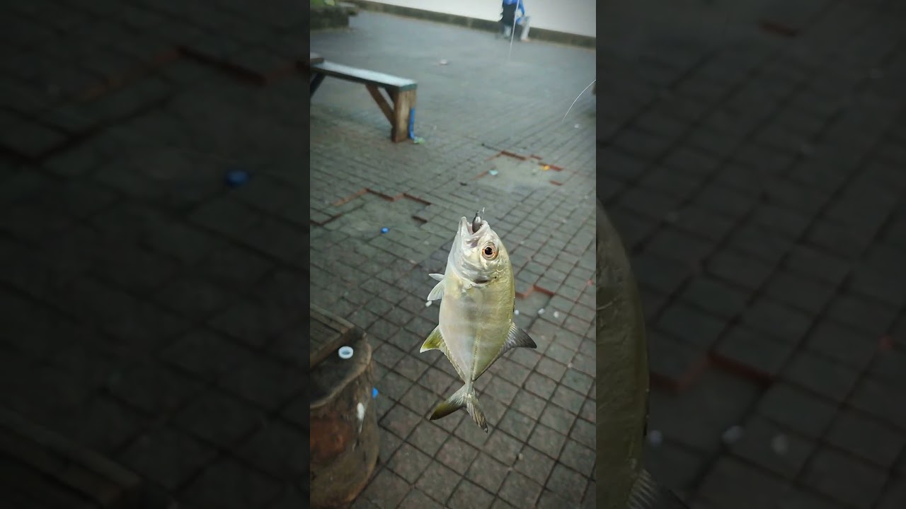 my first catch using Ajing setup