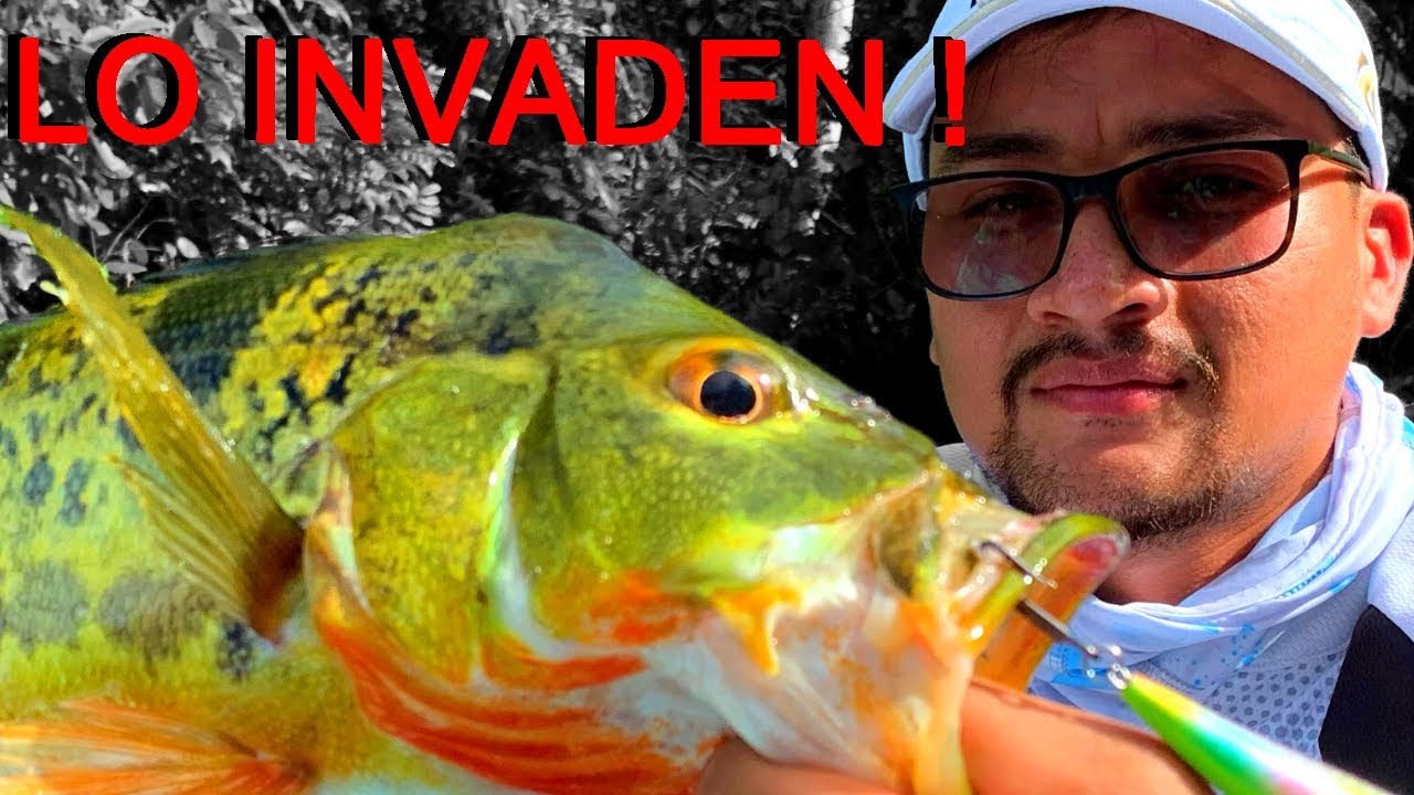 🚫Pesca de Robalo y Sargento en  EL CANAL DE PANAMÁ |💀 Nueva Especie INVASORA 2021 PARGO ROJO