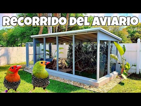 Video: ¿Usarán las gallinas cajas nido?