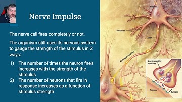 2.03a [Nervous System Review] (Animal Behavior)