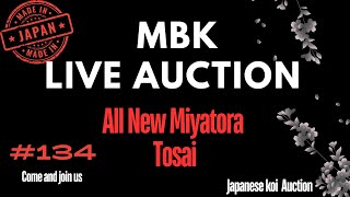 Download Lagu Live Japanese koi auction #134 MP3