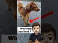 Why dogs legs bend    459
