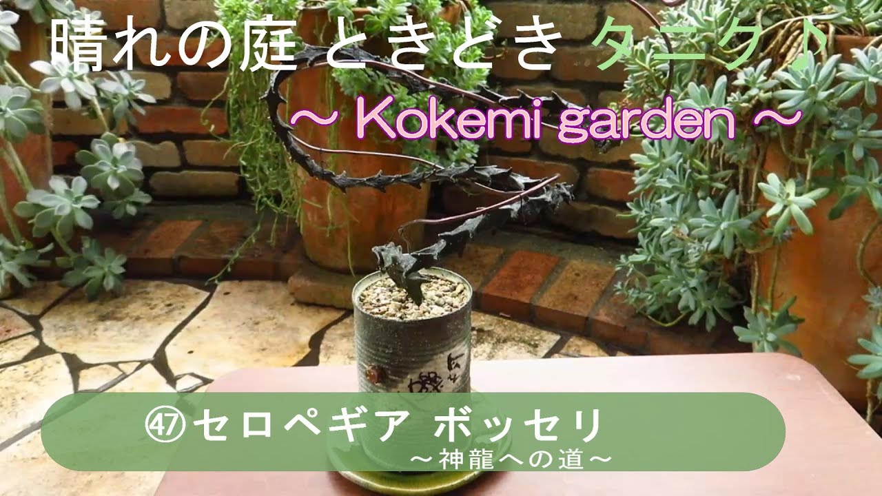 【多肉植物】㊼セロペギア ボッセリ ～神龍への道～