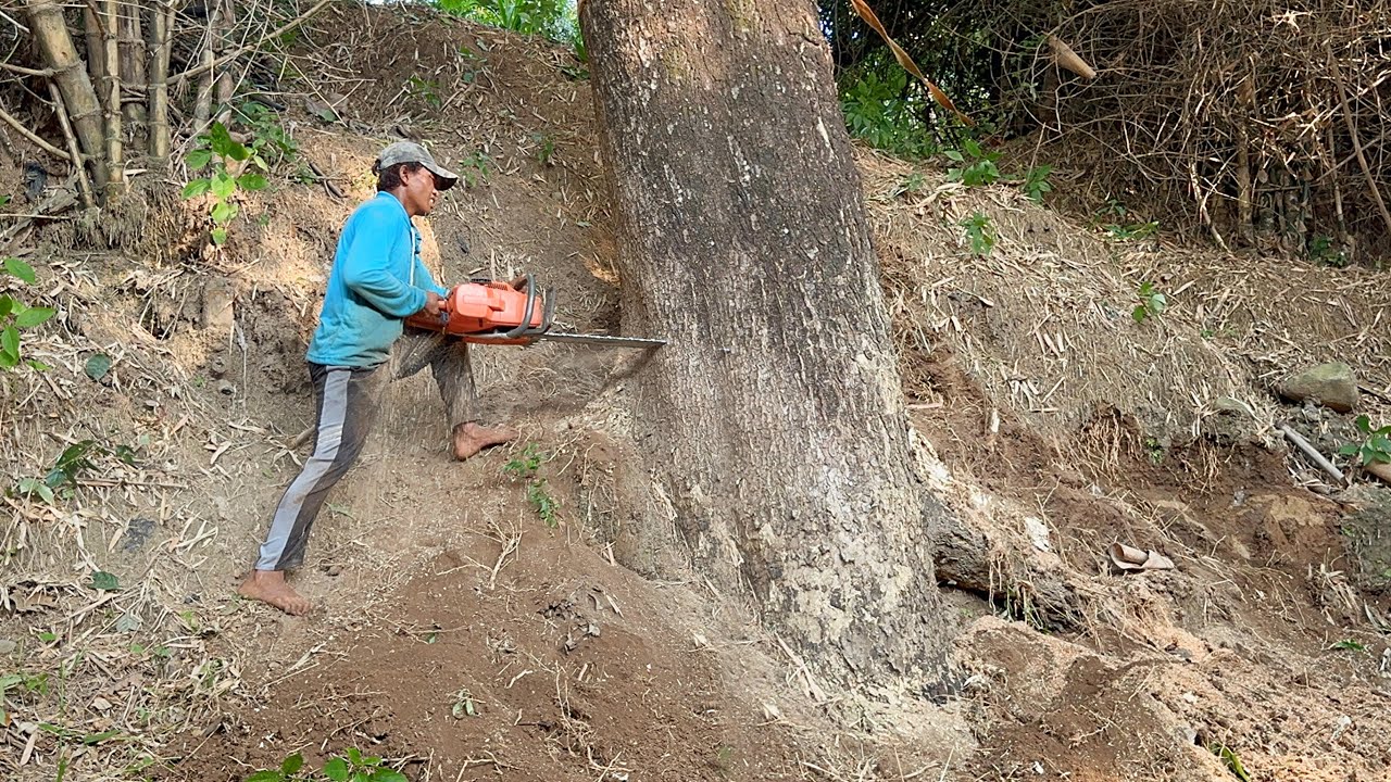 Tough place… cut down 2 trees above the ravine‼️ - YouTube