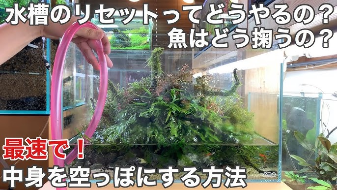 水草水槽の藍藻の正しい駆除方法 基本編 How To Remove Blue Green Algae Slime Cyanobacteria In Aquarium ラン藻 苔 コケ対策 Youtube 水草水槽の藍藻の正しい駆除方法 基本編 How To Remove Blue Green Algae Slime Cyanobacteria In Aquarium ラン藻 苔 コケ対策 Youtube