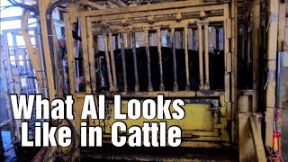 The AI Process in Cows