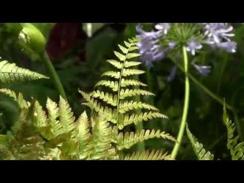 Wideo: Informacje o jesiennej paproci - Dowiedz się więcej o uprawie jesiennej paproci w ogrodach
