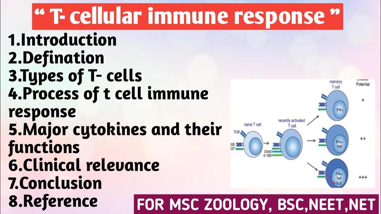 T cellular immune Response | Types | Process of t cell immune response | Major cytokines | Function