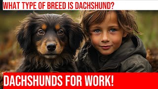 Choosing the Right Dachshund for a Working Environment by Happy Hounds Hangout No views 10 days ago 3 minutes, 52 seconds