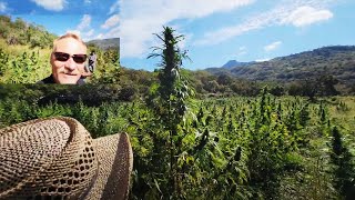 Visiting a Gorilla Grow In Guadalajara Mountains!