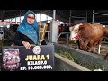 SAPI RATUSAN JUTA AKHIRNYA JUARA PERTAMA‼️🔥 ENZO FARM BANYUWANGI