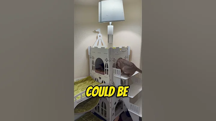 Watch the video about Meeting the bride👰‍♀️❤️#cat #abyssinian #shots #cattalking #aby #capcut