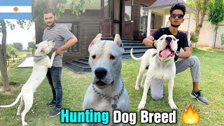 India's Best Dogo Argentino | Argentina import Dogo Argentino | Suraj Dilliwala