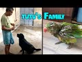 Tutus family  our labrador dog  tutu talking parrots