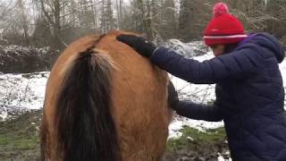 Horse Belly Slapping