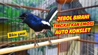 JEBOL BIRAHI KACER TINGKATKAN EMOSI AUTO KONSLET !! KACER GACOR FULL MATERI BIKIN KONSLET.