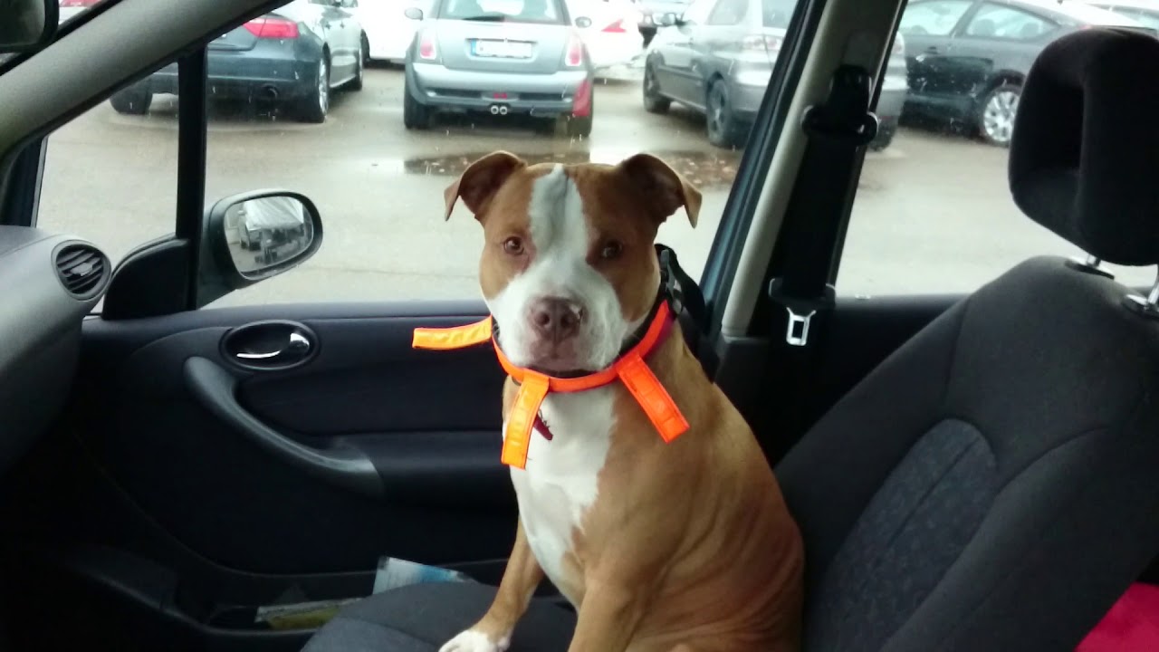Dizzy The Dog YouTube