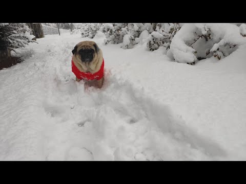 ASMR |Tingly steps and paws in the snow❄️