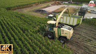 part 4 Cornharvest 2023 Mulders bv krone big x 850+ easycollect 12 rows+fendt+dronefootage