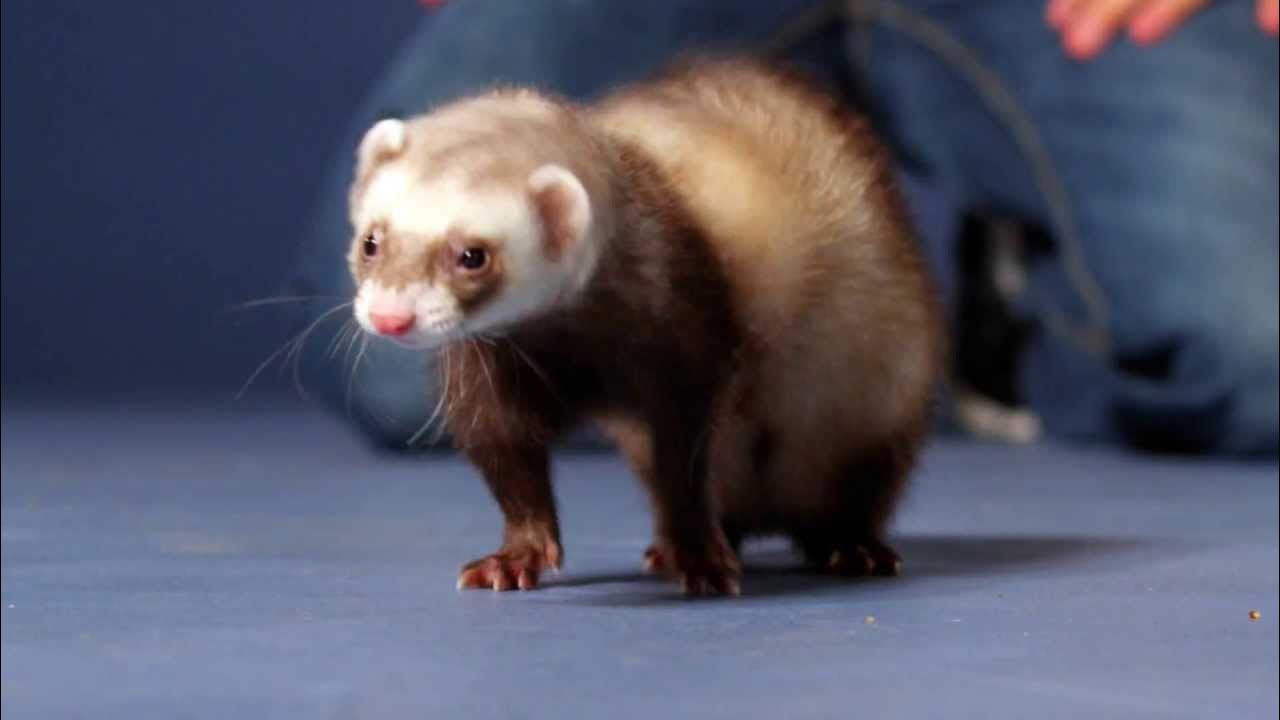 Does petsmart sell Ferrets