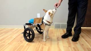 Bolt Keeps Rolling Without Use Of Back Legs