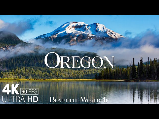 VERTICAL ULTRA HD 4K SCENE: Rejuvenating Forest Spring - Oregon UHD Nature  Relaxation 