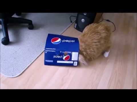 funny-cat-video-|-cats-in-boxes-compilation-|-cute-cats-playing-|-2015