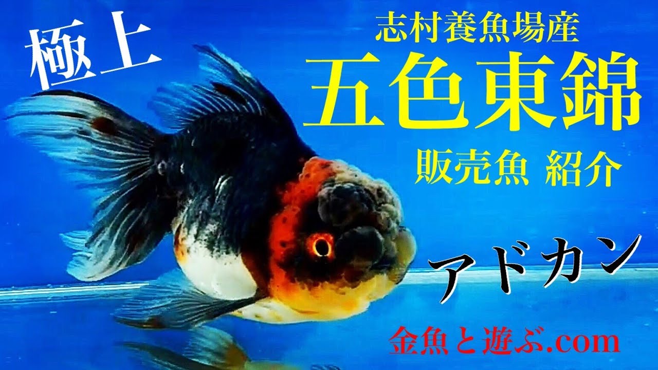 五色東錦 金魚の紹介 夏のセール開催中の土浦観賞魚センターより Youtube