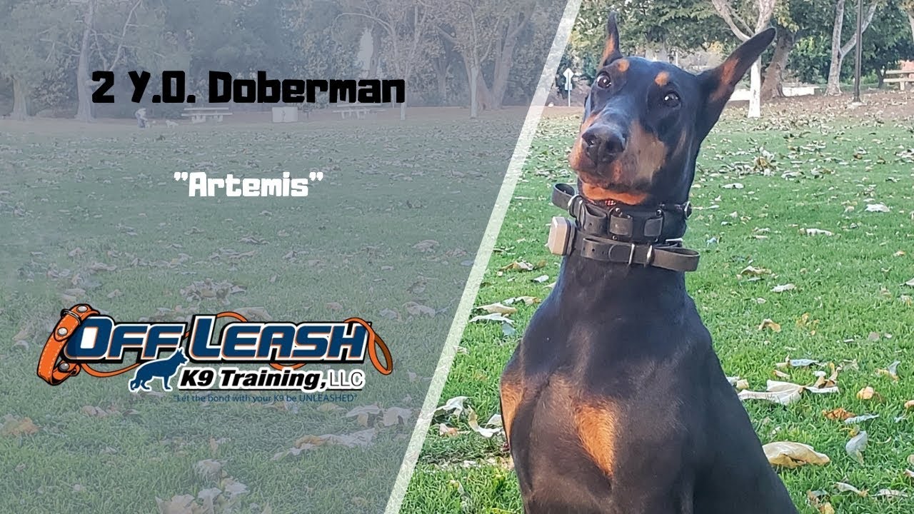 DOBERMAN / DOG TRAINING YouTube