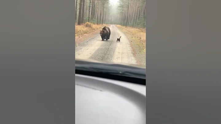 Video 11438301: forest cat pets, forest cat animals