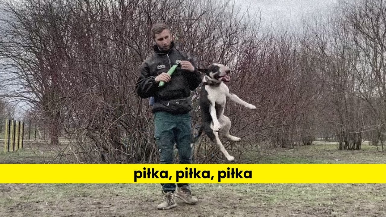 Pies uzależniony od piłki