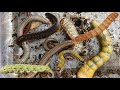  Searching for worms deep inside rotten wood! Nature always hide amazing surprises.