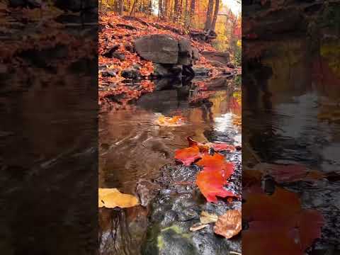 Novembar 2022 #shorts #nature #autumn #canada #priroda #relax #love #water #beautiful #ytshorts