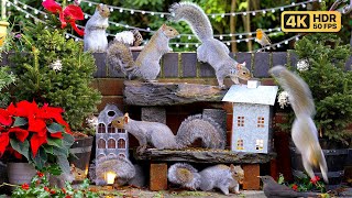 ? Cat TV Christmas for Cats to Watch ? Festive Birds & Squirrels ? Bird Videos for Cats & Dogs