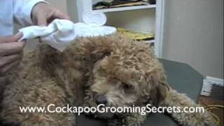 "Doodle Dog Grooming" Tips: Cleaning Your Dog's Ears