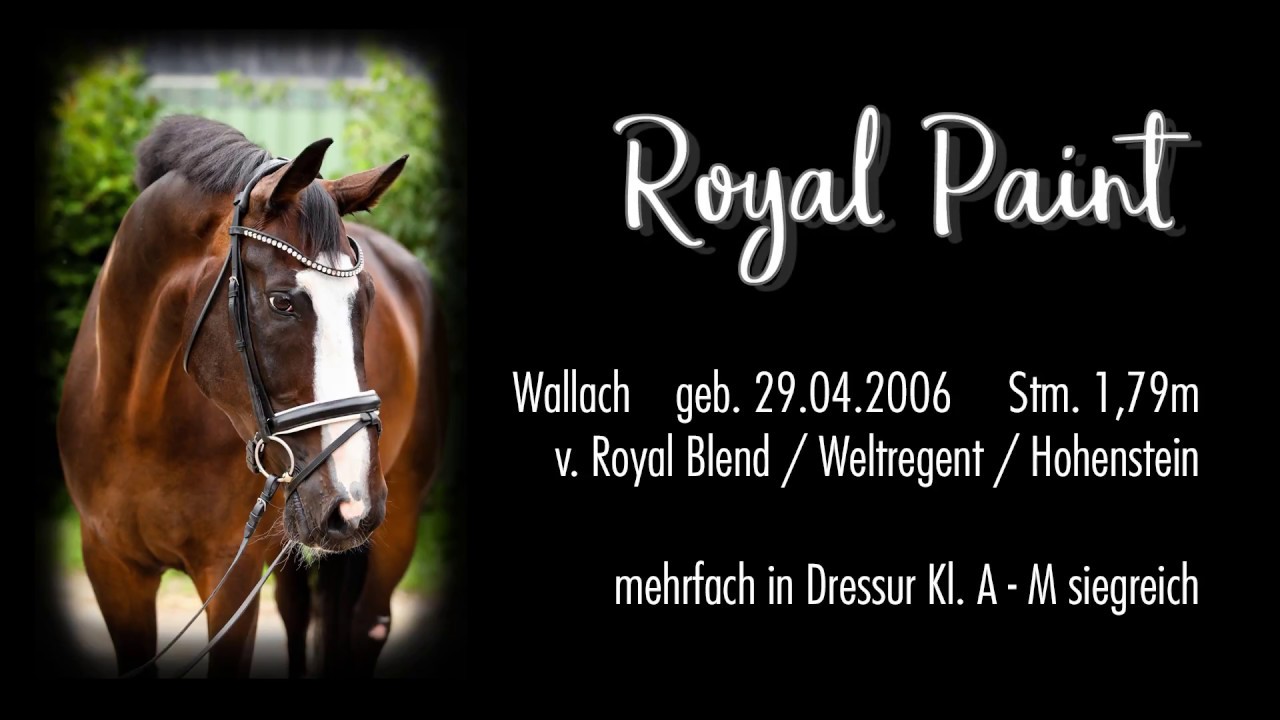Royal Paint Dressage Horse for sale YouTube