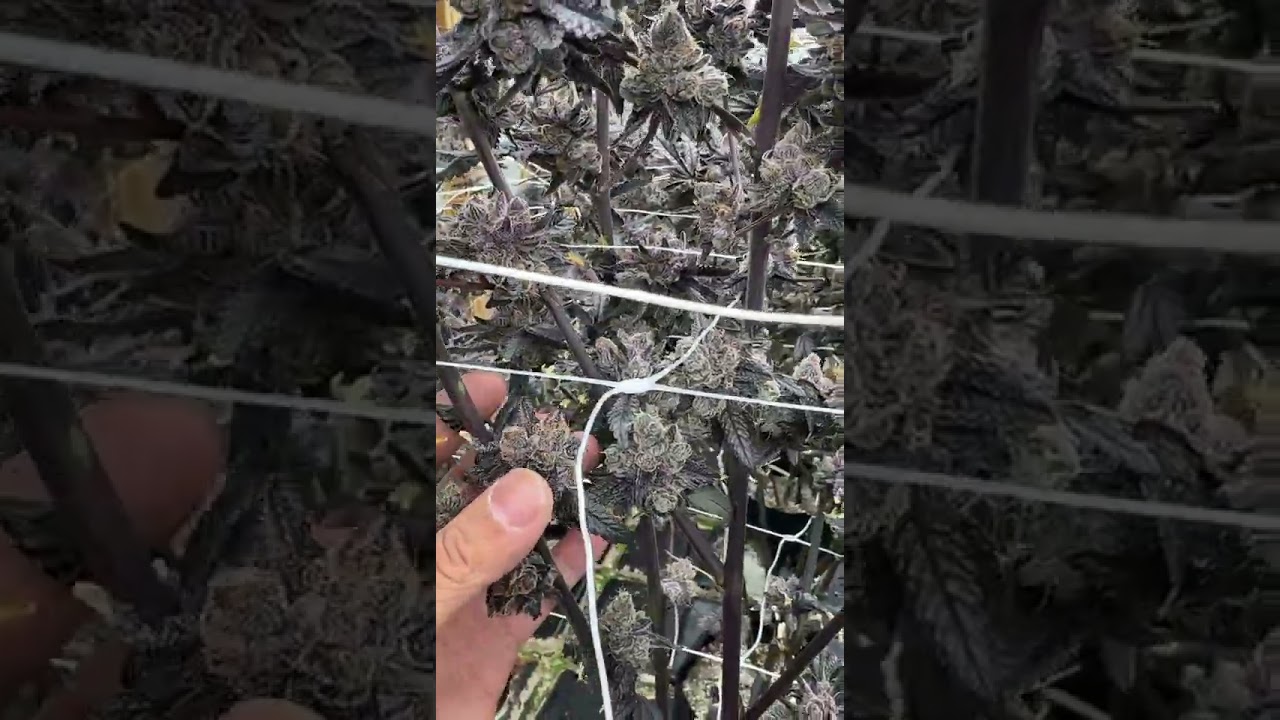 Real Growers, Real Results – Flexstar PRO 720W LED Grow Lights Testimonial!