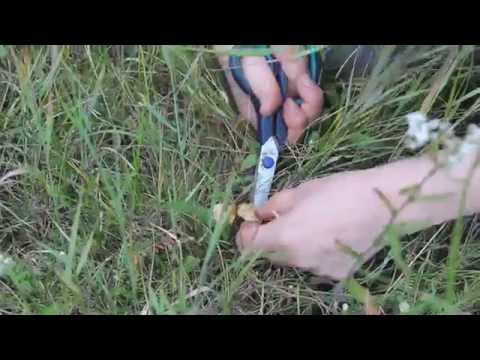 За грибами в поле. Опёнок луговой. Часть 2