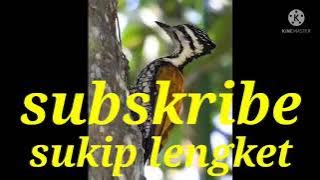 suara pikat burung pelatuk bawang jamin mantap