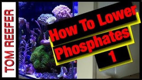 Nano Reef Tank PARAMETERS!  How To Lower PHOSPHATE! - PART I