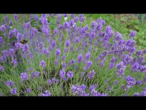 Video: Mají včely rády levandulové stoechy?