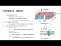 AP Biology Review: Unit 5 The Cell Membrane