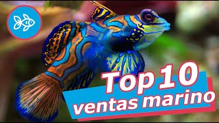 Envolver sobre punto TOP 🔟 Peces MARINOS · Best sellers de AGUA SALADA 🌊 - YouTube