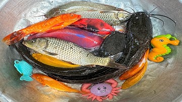 Kem Chanel lái công nông bắt cá ở ngõ ngập lụt có cá trê, cá chép, cá vàng, con lươn, cá thần tiên