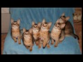 Somali Cat Club Uk Somali Cat Club Uk