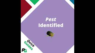 Conifer Mite Treatment