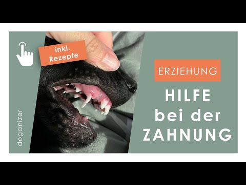 Video: Können die Milchzähne eines Welpen sein, während die bleibenden Zähne auftauchen?