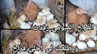 كلاكيت تاني مره الفراخ الفيومي رقدت وطلعت لي احلى فراخ.