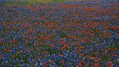 Front Yard Native Prairie | Kasie and Andrew Braze...